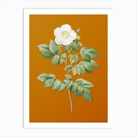Vintage Leschenault's Rose Botanical on Sunset Orange n.0032 Art Print