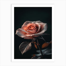 Pink Rose On Black Background 16 Art Print