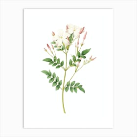 Vintage Spanish Jasmine Botanical Illustration on Pure White n.0283 Art Print