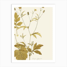 Sassafras 12 Art Print