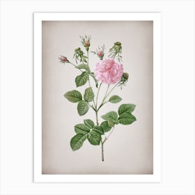 Vintage Pink Agatha Rose Botanical on Parchment n.0107 Art Print