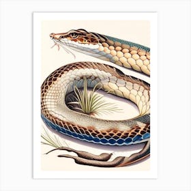 Diamondback Water Snake 1 Vintage Art Print