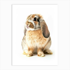 American Fuzzy Rabbit Nursery Illustration 3 Art Print