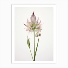 Pressed Wildflower Botanical Art Ramps Allium 3 Art Print