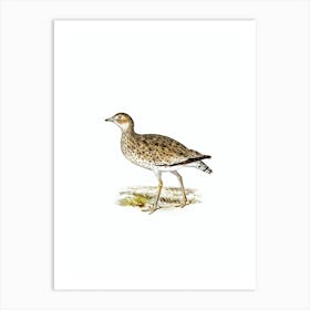 Vintage Little Bustard Bird Illustration on Pure White Art Print