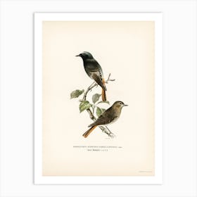 European Black Redstart, The Von Wright Brothers Art Print