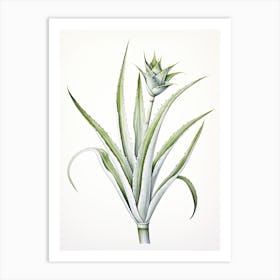 Aloe Vera Vintage Botanical Herbs 3 Art Print