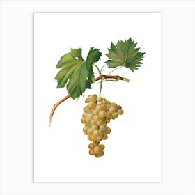 Vintage Grape Vine Botanical Illustration on Pure White n.0459 Art Print