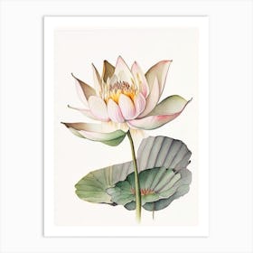 American Lotus Watercolour Ink Pencil 2 Art Print