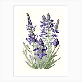 Lavender Wildflower Vintage Botanical 2 Art Print