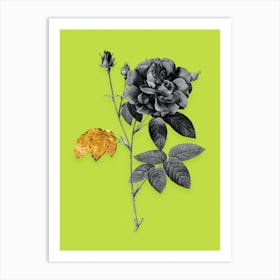 Vintage French Rose Black and White Gold Leaf Floral Art on Chartreuse n.0625 Art Print