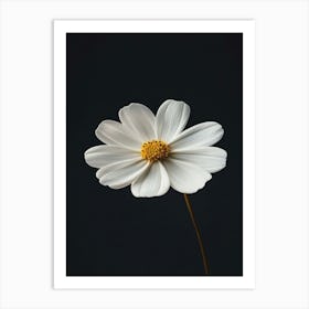 White Daisy 6 Art Print