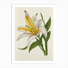 Lilies Vintage Botanical Flower Art Print