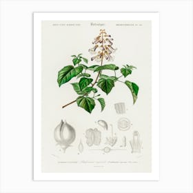 Empress Tree (Paulownia Imperialis), Charles Dessalines D' Orbigny Art Print