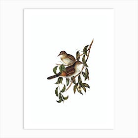Vintage Moutain Thrush Bird Illustration on Pure White n.0009 Art Print