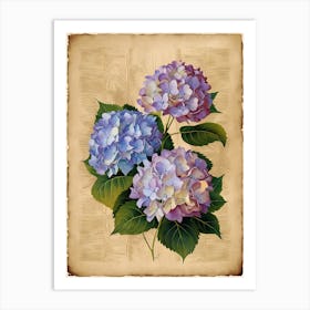 Hydrangeas 2 Art Print