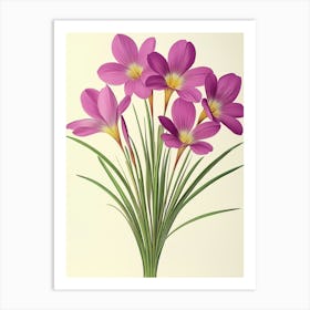 Crocus Flowers 1 Art Print