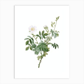 Vintage White Downy Rose Botanical Illustration on Pure White n.0312 Art Print