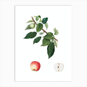 Vintage Apple Botanical Illustration on Pure White n.0409 Art Print