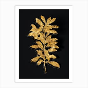 Vintage Firetree Branch Plant Botanical in Gold on Black n.0266 Art Print