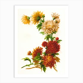 Chrysanthemums Art Print