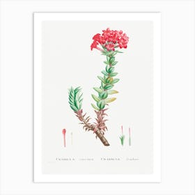 Crassula Coccinea, Pierre Joseph Redoute Art Print