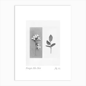 Forget Me Not Botanical Collage 3 Art Print