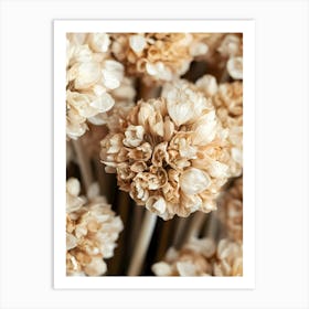 Close Up Of Dried Flowers Art Print