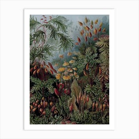 Vintage Haeckel 17 Tafel 72 Laubmoose Art Print