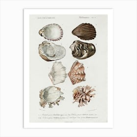 Different Types Of Mollusks, Charles Dessalines D'Orbigny 3 Art Print