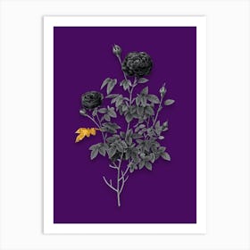 Vintage Burgundy Cabbage Rose Black and White Gold Leaf Floral Art on Deep Violet n.0641 Art Print