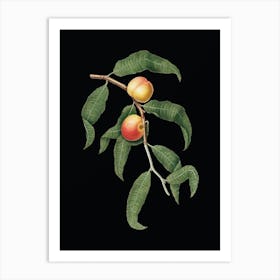 Vintage Peach Botanical Illustration on Solid Black n.0331 Art Print