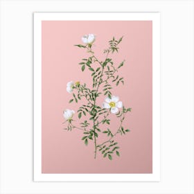 Vintage Hedge Rose Botanical on Soft Pink Art Print