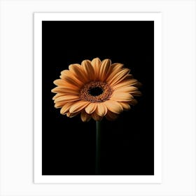 Gerbera Daisy 7 Art Print