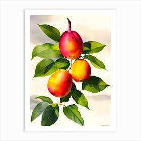 Mangosteen Italian Watercolour fruit Art Print