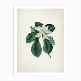 Vintage Ehret 4 Magnolia Foliis Art Print