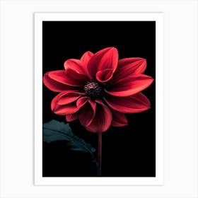 Dahlia 16 Art Print