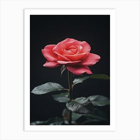 Single Rose On Black Background 8 Art Print