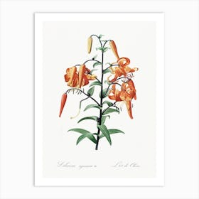 Tiger Lily, Pierre Joseph Redoute Art Print