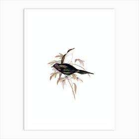 Vintage Shining Starling Bird Illustration on Pure White n.0318 Art Print