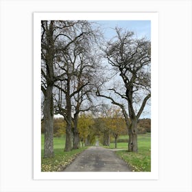 Road Lined With Trees 1 Art Print