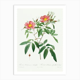 Rosa Hudsoniana Salicifolia (1817–1824), Pierre Joseph Redoute Art Print