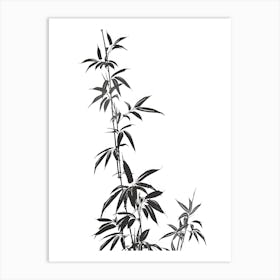 Bamboo Plant Isolated On White Art Print