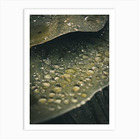Water Droplet On Leaf Art Print