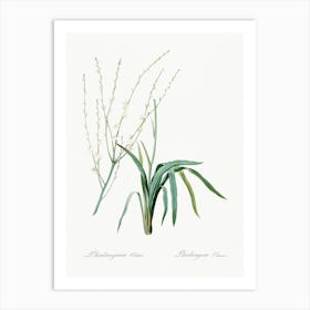 Phalangium Elatum, Pierre Joseph Redoute Art Print