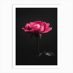 Pink Rose On Black Background 65 Art Print