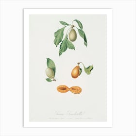 Prune (Prunus Hyemalis) From Pomona Italiana (1817 1839), Giorgio Gallesio Art Print