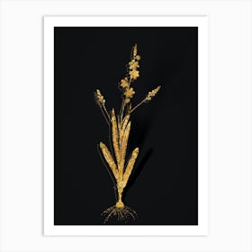 Vintage Ixia Scillaris Botanical in Gold on Black n.0153 Art Print