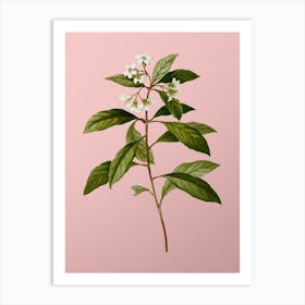 Vintage Sweet Pittosporum Branch Botanical on Soft Pink n.0162 Art Print