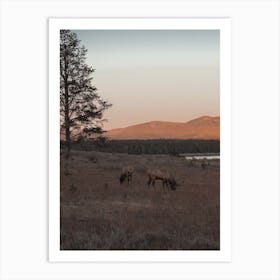 Meadow Elk Sunset Art Print